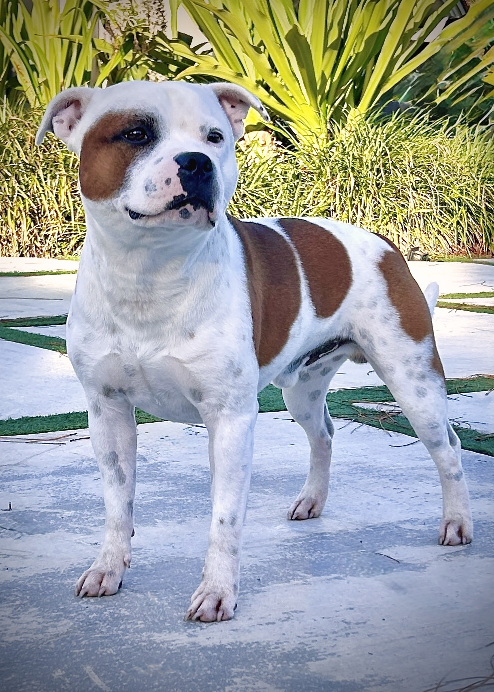 Rocky standing outdoors
